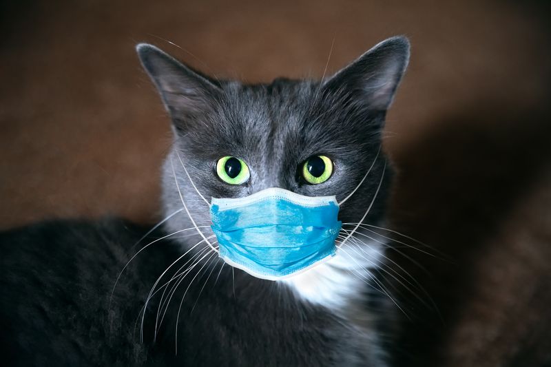 Cat in a medical mask.