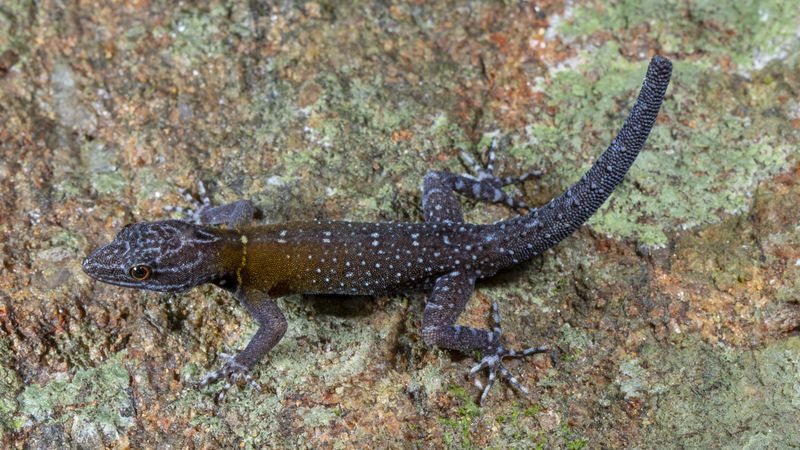 Cnemaspis vangoghi on a rock