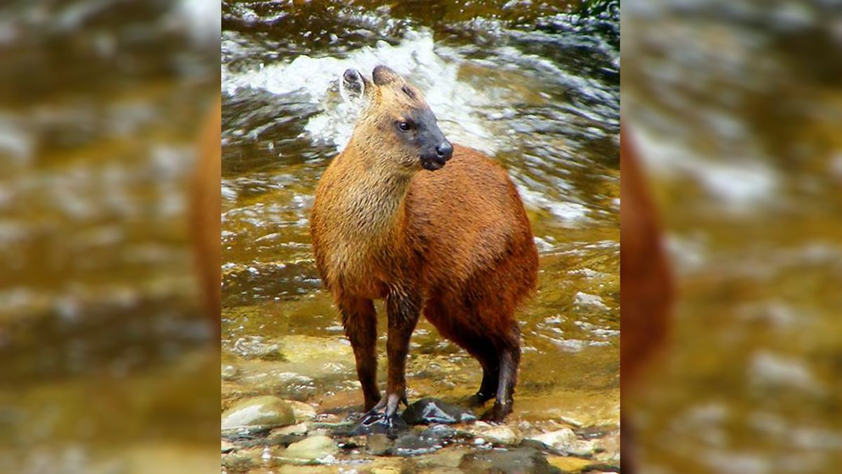 New Tiny Deer Species Is First Discovered In South America For Over 60 Years