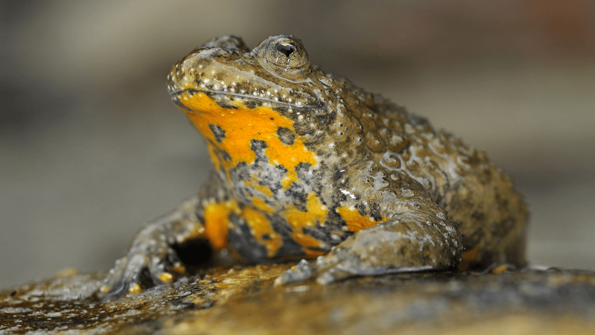 Yes‚ This Adorable Toad Really Has Heart-Shaped Pupils