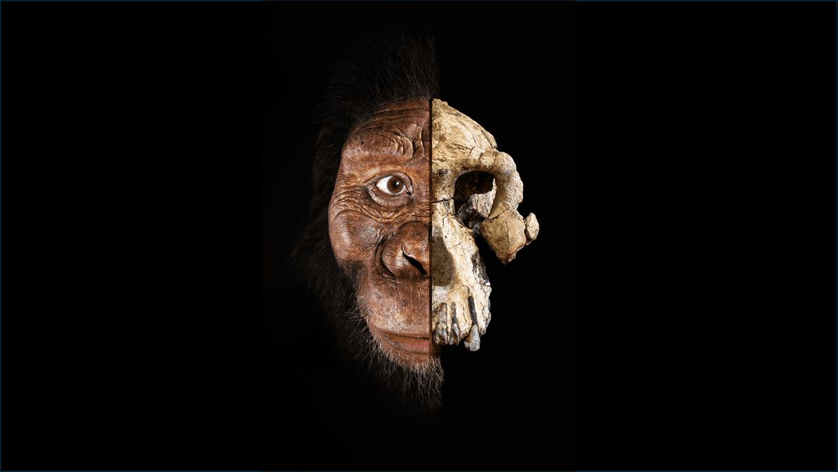 What Do We Know About Australopithecus Anamensis?