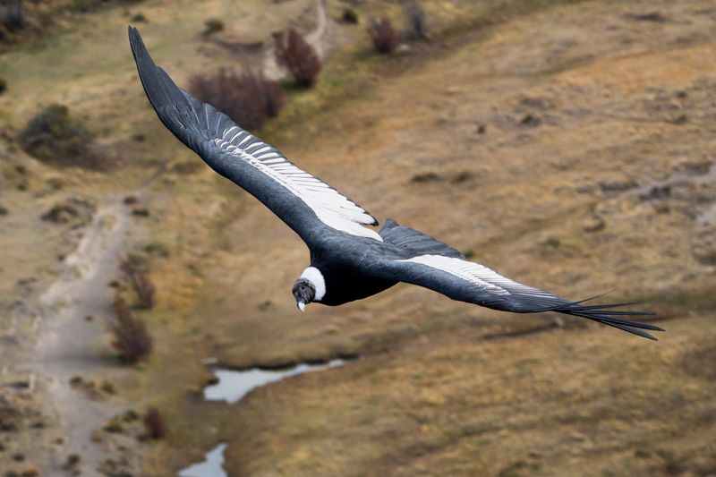 Female Andean Condor (Vultur gryphus) flying with a view from above in El Chaltén, Patagonia Argentina.