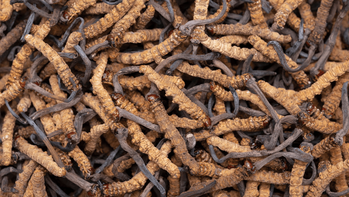 This Zombie Fungus Is One Of The World’s Most Expensive Natural Resources