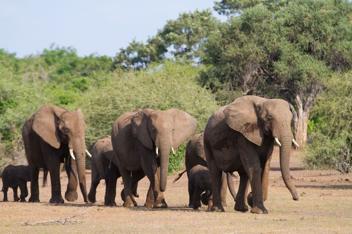 Does Botswana Really Want To Send 20‚000 Elephants To Germany?
