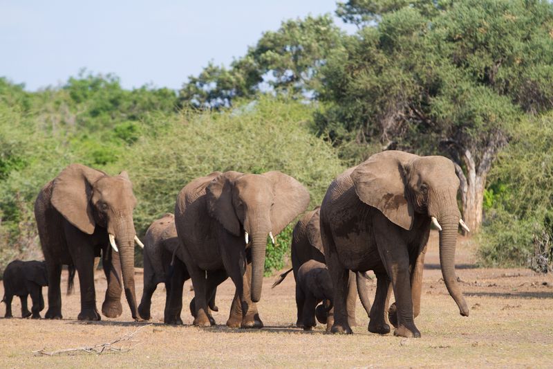 A small herd of African elephants walks through the land with trees in the background