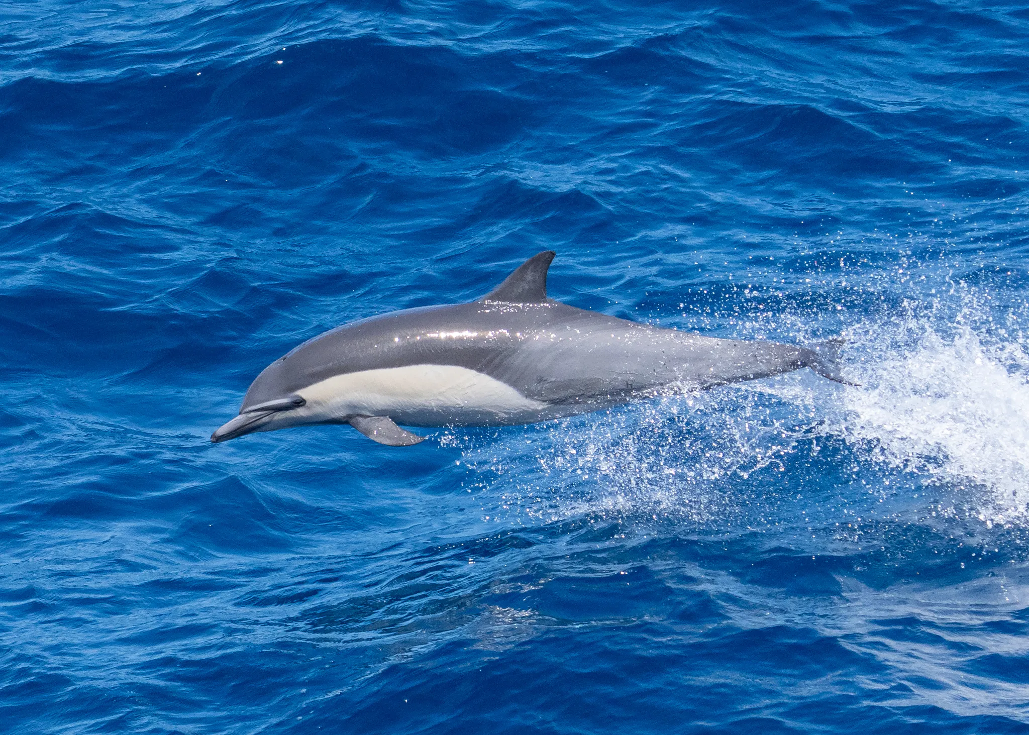 Dolphin Recorded Speaking 