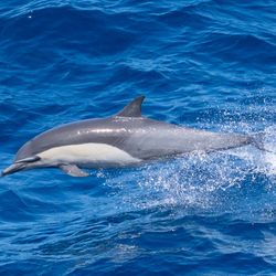 Common dolphin leaping over the waves