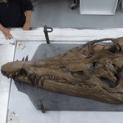 the skull of a giant sea monster called a pliosaur