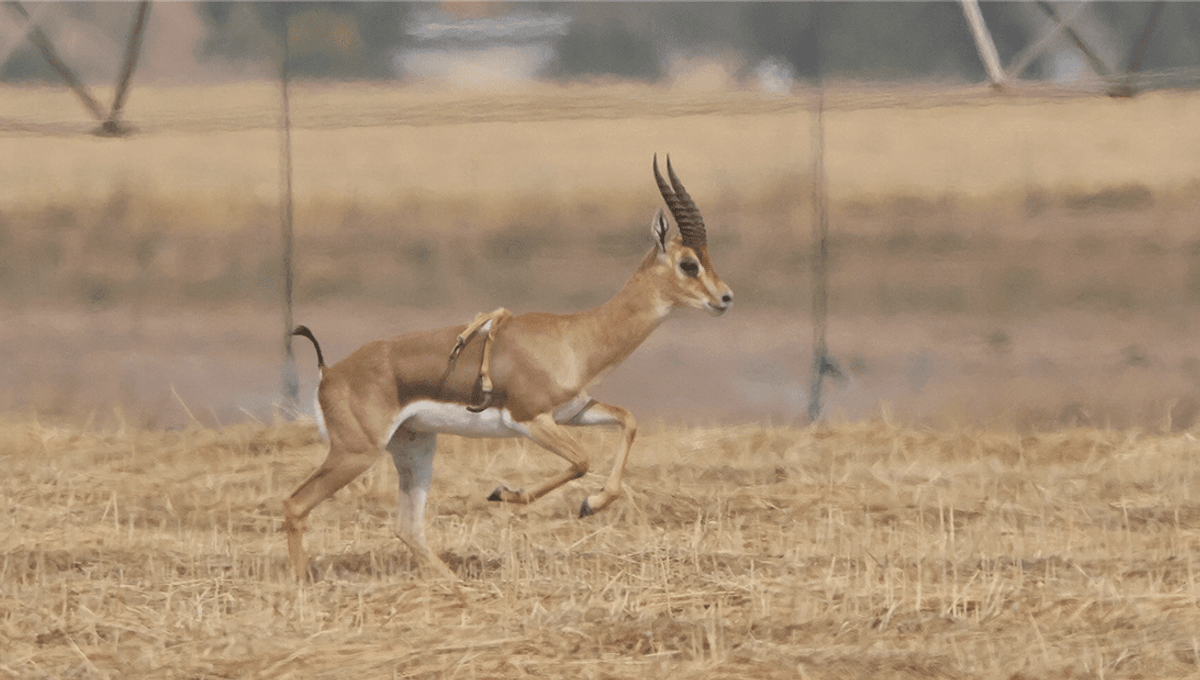 Extremely Rare Sighting Of A Six-Legged Mountain Gazelle | IFLScience