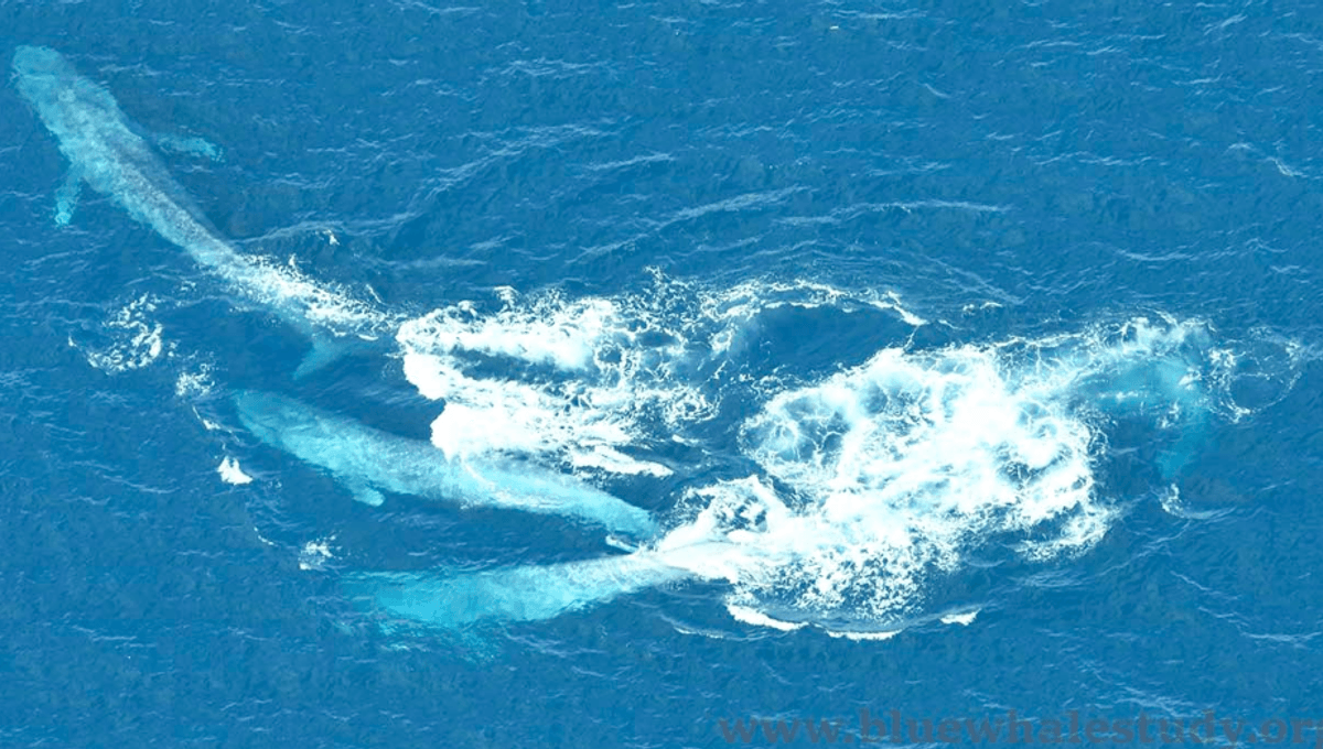Rare Photos Show Blue Whales Performing The Largest Mating Dance On Earth - Vimarsana News