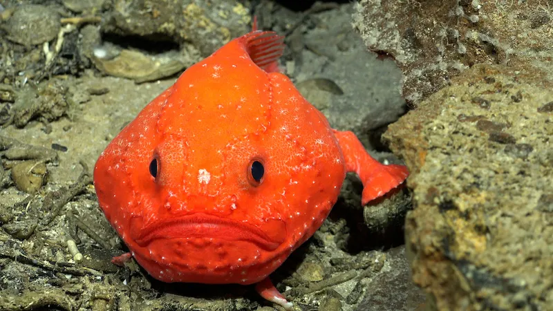 A Chaunax (genus of bony fish in the sea toad family) documented during a dive near the southwestern flank of Rapa Nui