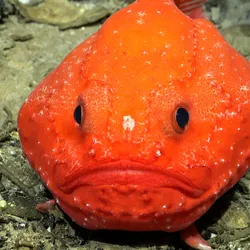 A Chaunax (genus of bony fish in the sea toad family) documented during a dive near the southwestern flank of Rapa Nui