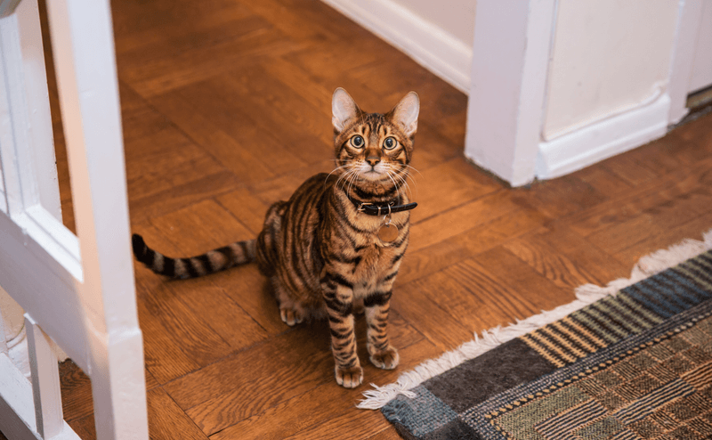 adorable toyger kitten looking up from living room floor - striped cat sitting by rug