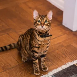 What Breeds Make a Toyger Cat: Discover the Exotic Origins