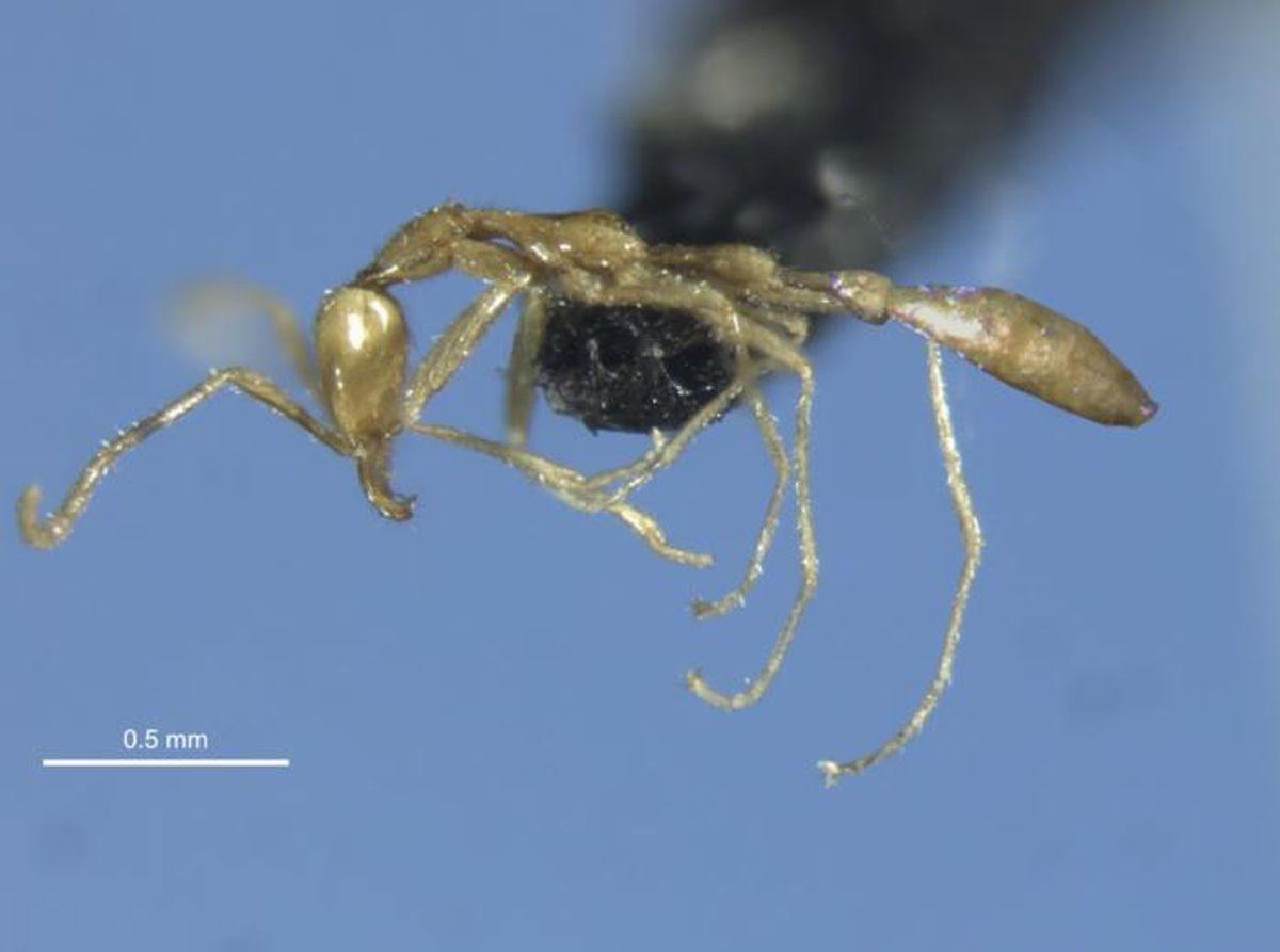 Spooky “Ghostly” Ant Named After Voldemort Is New-To-Science Species