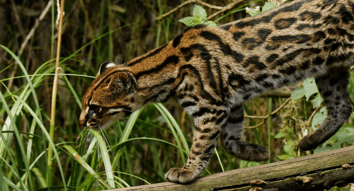 New Species Of Super-Cute Tiger Cat Discovered With An Uncertain Future