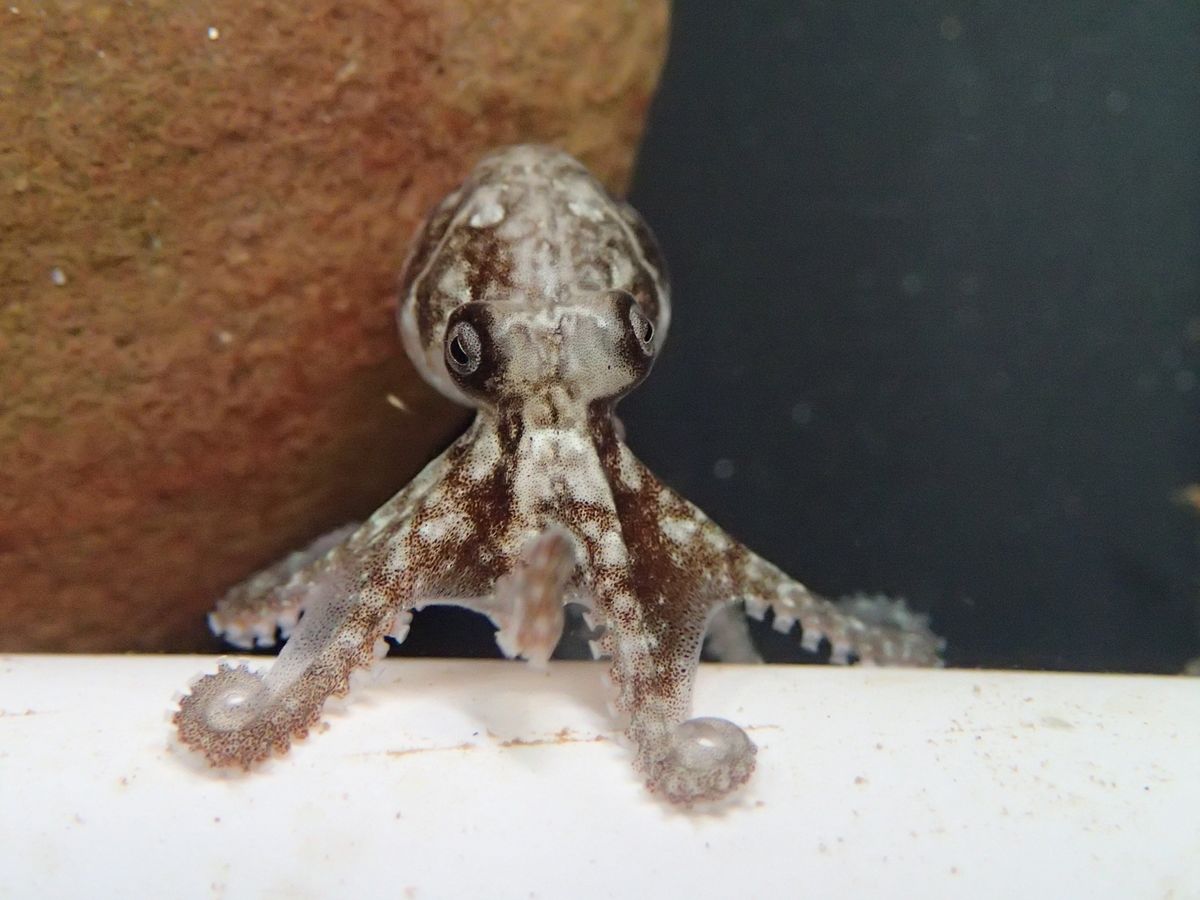 How Do You Age An Octopus&;#63; Count Their &;quot;Rings&;quot; Like Trees