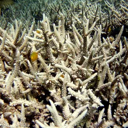 Bleached coral in the Gulf of Thailand