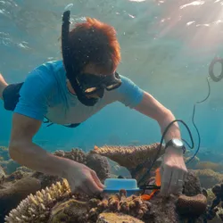 Professor Steve Simpson coral research
