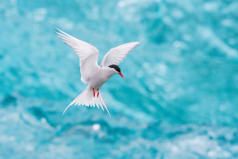 The Arctic Tern, Sterna paradisaea is soaring and looking for the fish, in the background are pieces of blue glacier, at the famous glacier lake Jökulsárlón in Iceland