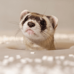 a black footed ferret clone