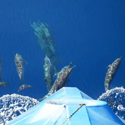 Several dolphins are underwater in front of the blue front of a boat. The water is crystal clear blue.