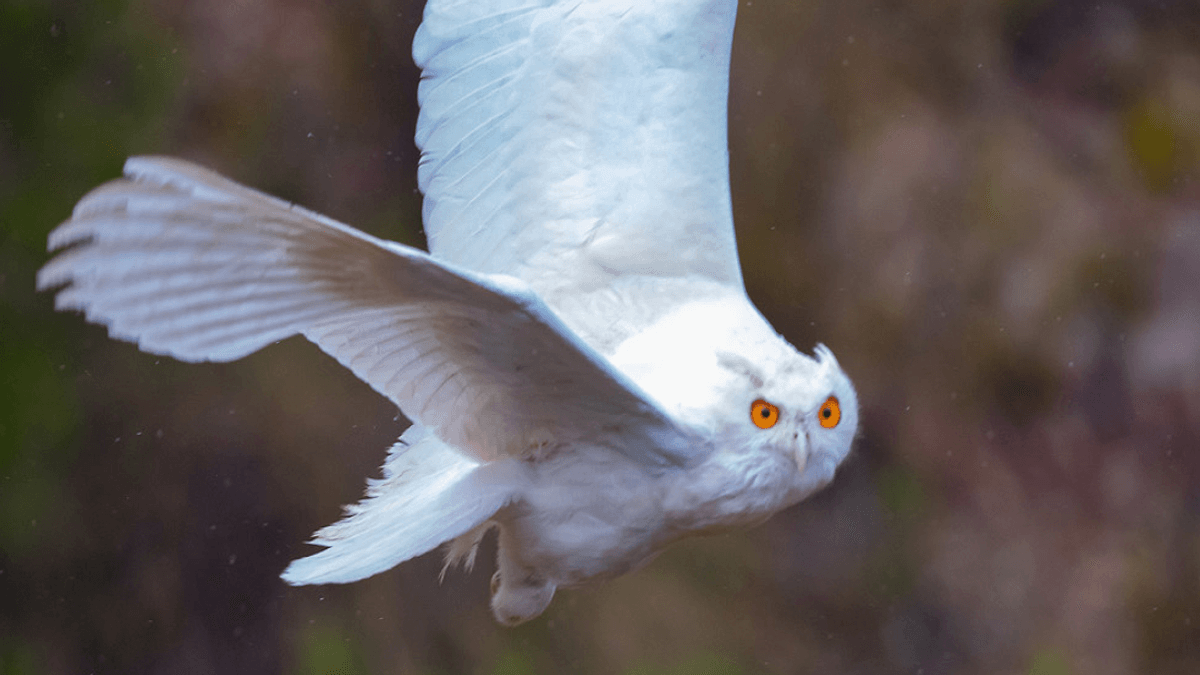 Meet Blanquita: The First Case Of Incomplete Albinism In An Eagle Owl