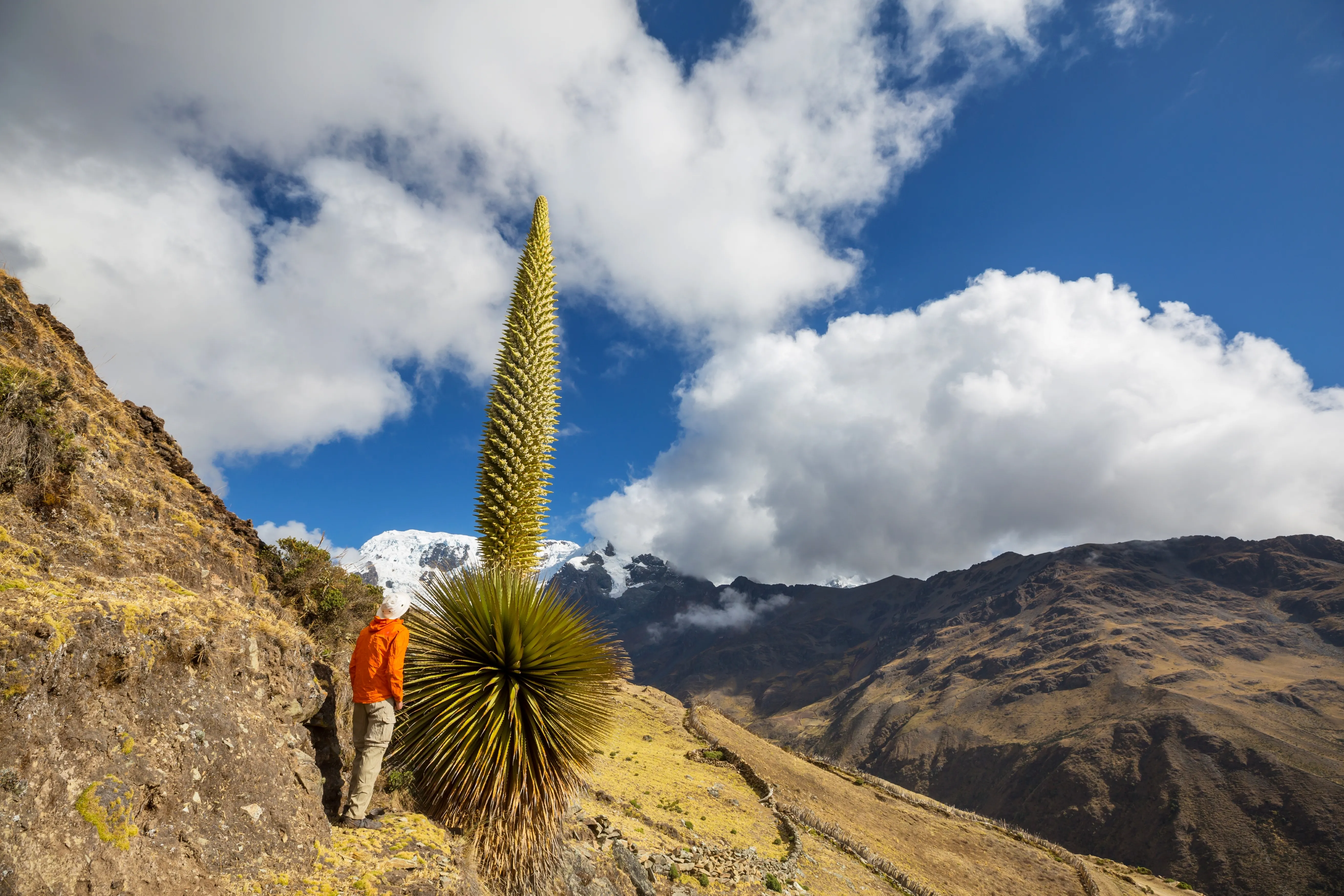 ロロ・ピアーナ~VICUNA THE QUEEN OF THE ANDES~ Vicuna: The Queen of the Andes: Piazza, Arianna, Rotunno