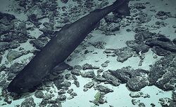 Pacific sleeper shark photographed at 3,125 feet depth by the remotely operated vehicle, Deep Discoverer.