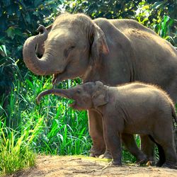 Elephant and a little baby