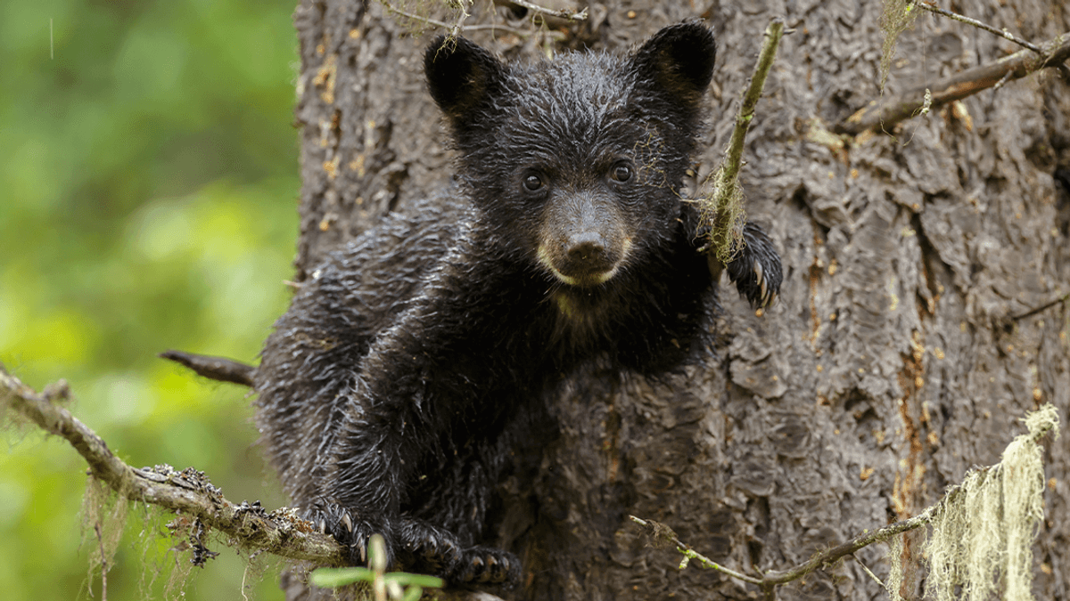 People Caught On Camera Dragging Bear Cubs Out Of Tree To Take Selfies With Them