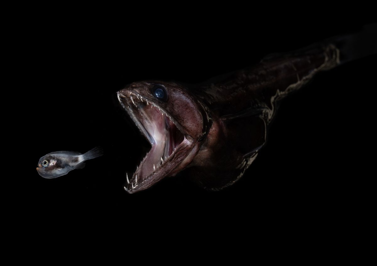Black Swallower: A Deep-Sea Fish That Gulps Prey Bigger Than Itself