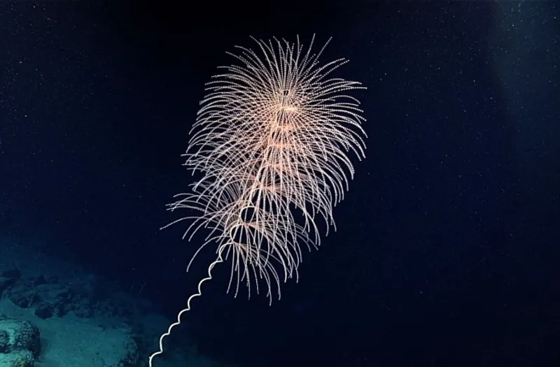 Deep sea soft coral Iridogorgia is one of many members of the octocorals that uses bioluminescence it inherited from a pre-Cambrian ancestor