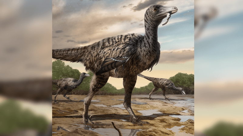 A large two-legged raptor dinosaur in the velocoraptor family, covered in feathers and nonchalantly chewing on some poor fluffy victim.