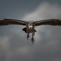 large vulture with broad wings and pale head with no feathers, in flight against a dull grey sky