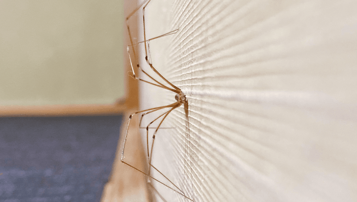 Are Daddy Long Legs Poisonous? IFLScience