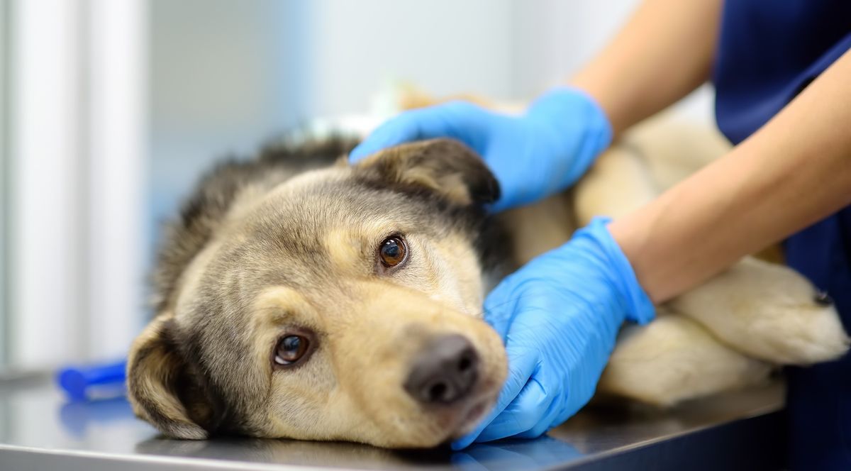 mRNA Brain Cancer Vaccine Shows Promise In Early Trials In Humans – And Dogs