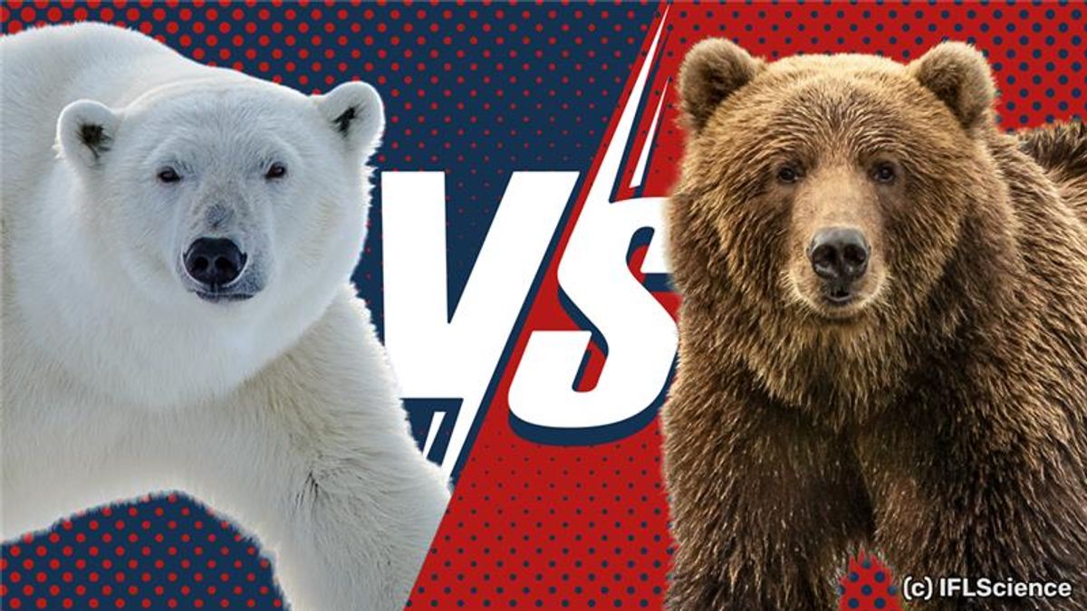 Which Species Of Bear Is The Largest On Earth&;#63;