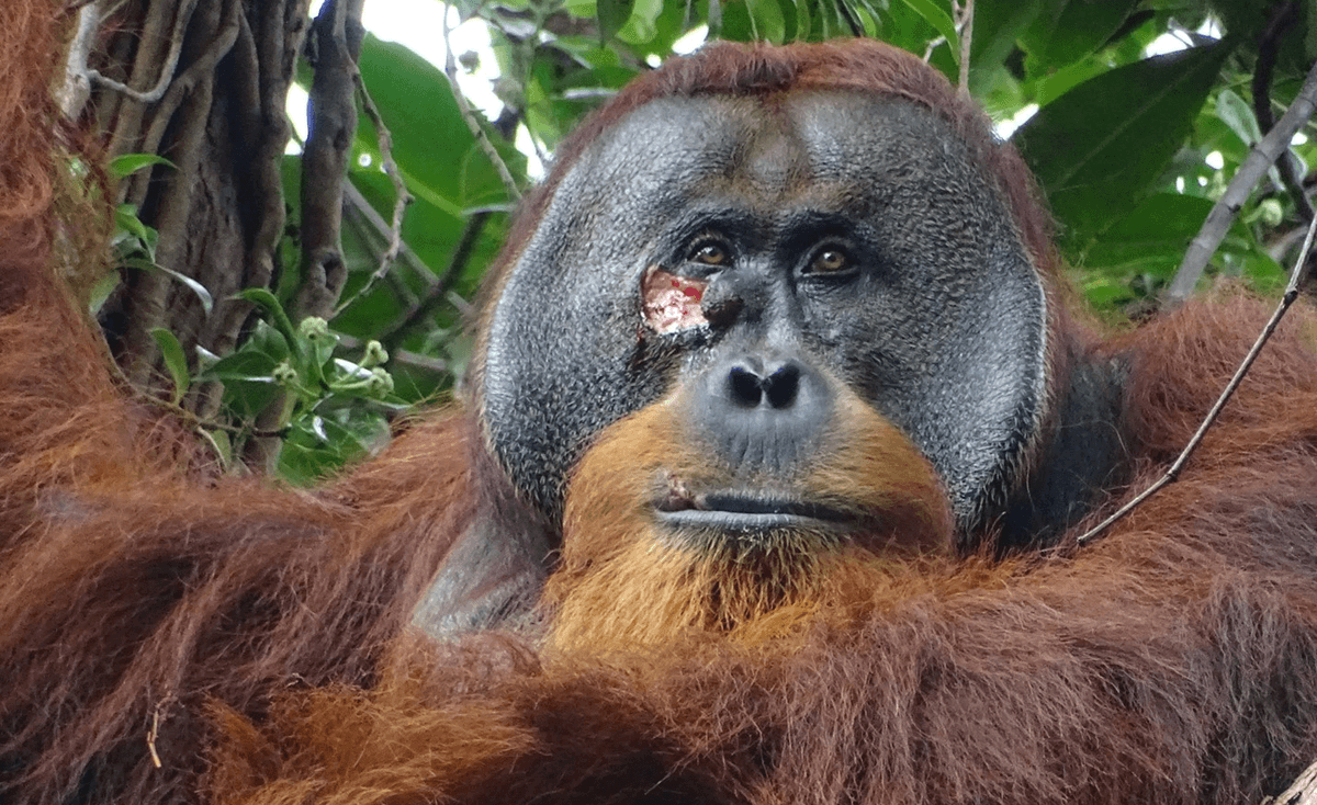 Orangutan Seen Treating A Wound With A Medicinal Plant In World-First Observation