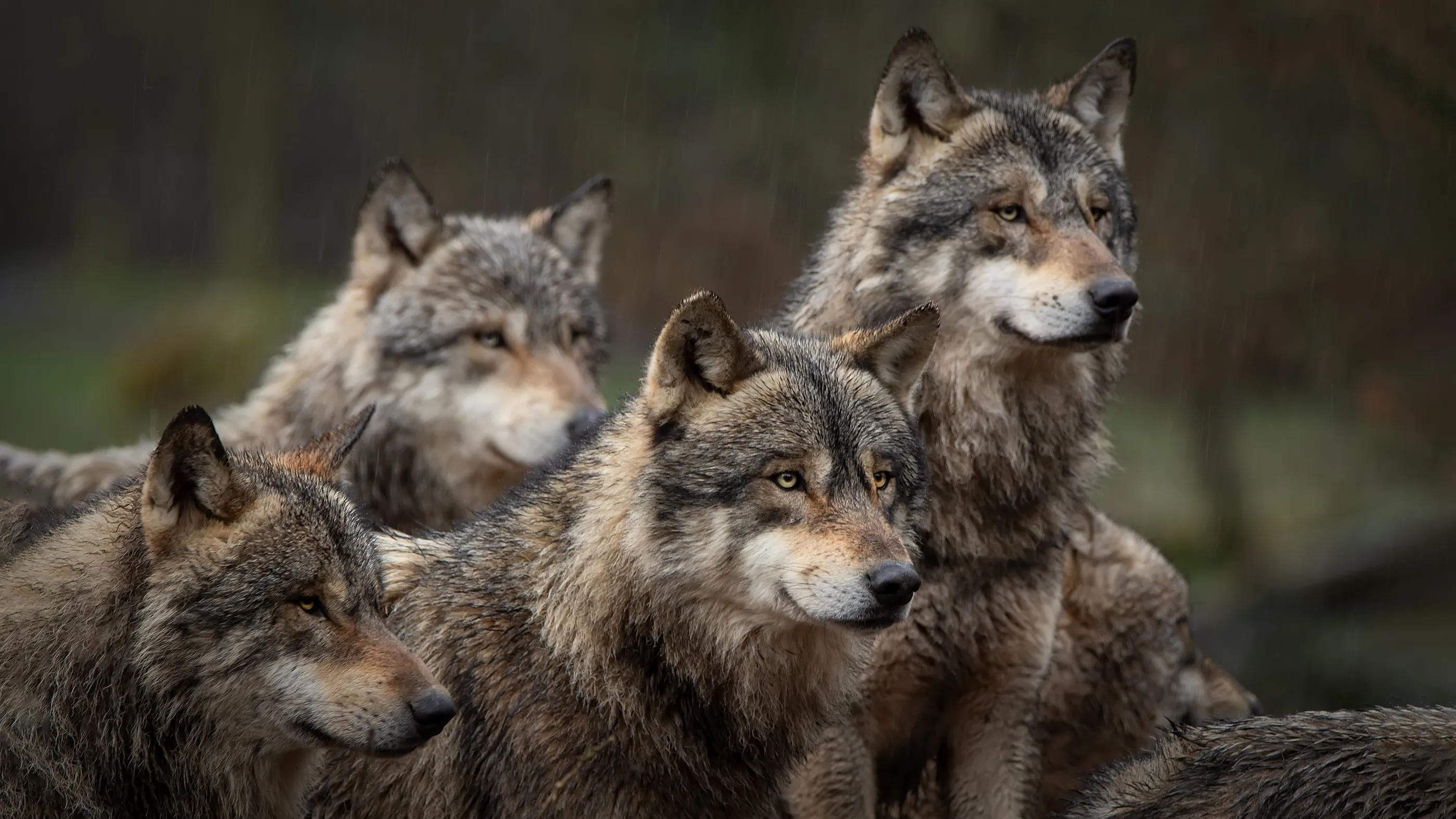 PRESIDENTIAL Monsters WOLF BILL Boebert Wolf Bill Passes the