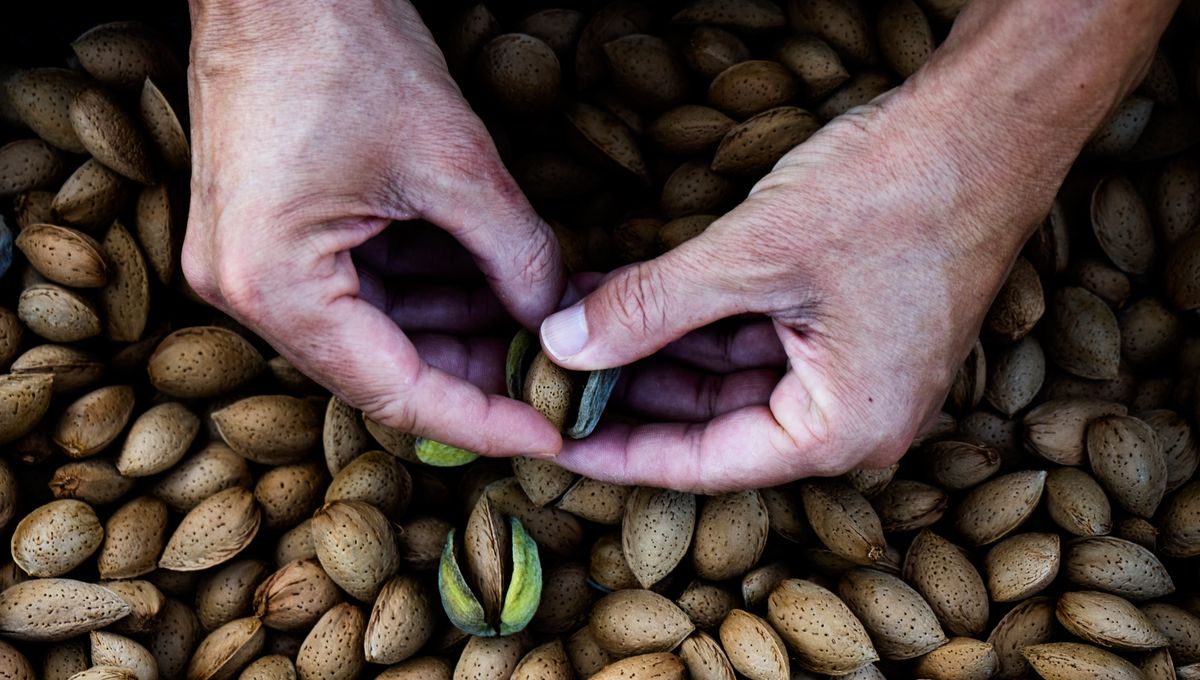 Some Palaeolithic People Had Plant-Rich Diets, Challenging Meat-Heavy Fad Diet Claims - Vimarsana News