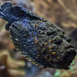 A small brown warty looking fish with an angry expression and an upturned mouth.