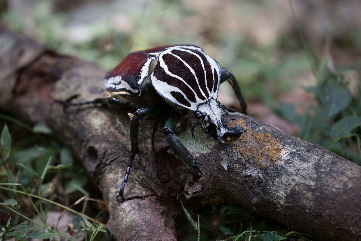 Goliath Beetle: One Of The World's Heaviest Beetles Is A Body Builder Bug