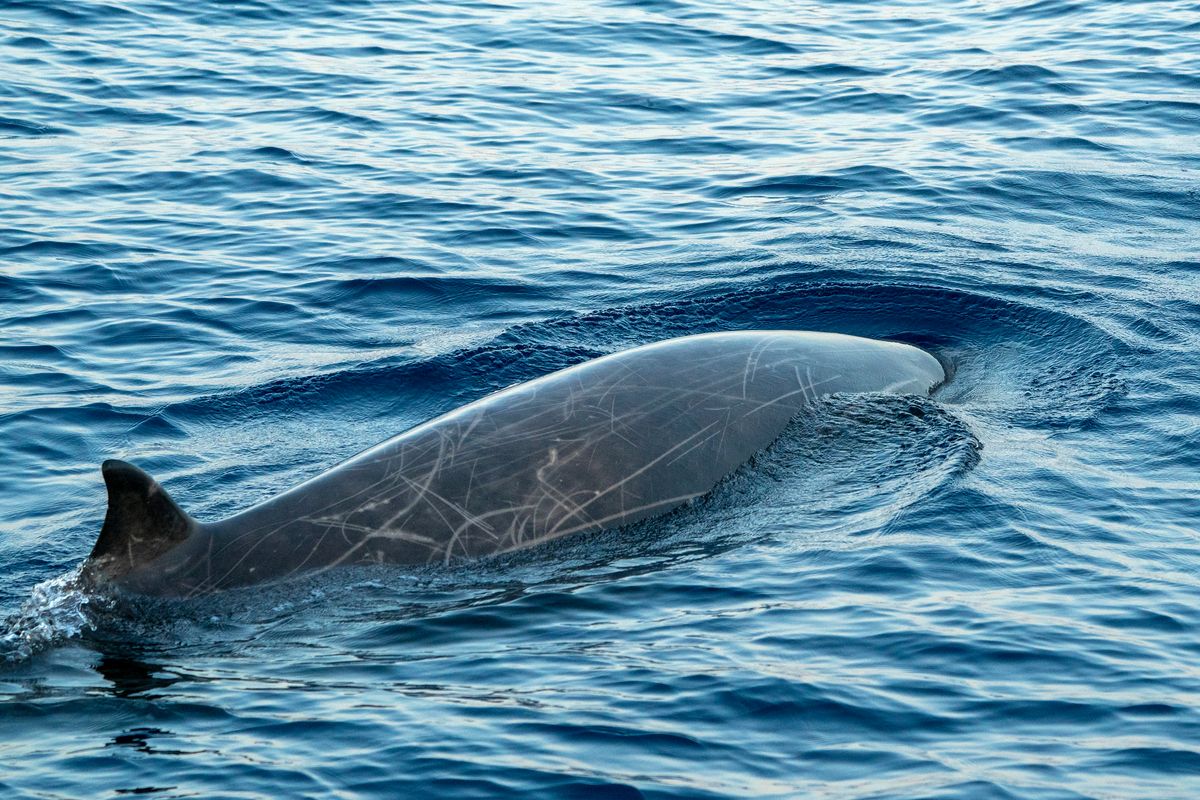 Which Animal Can Hold Its Breath The Longest?
