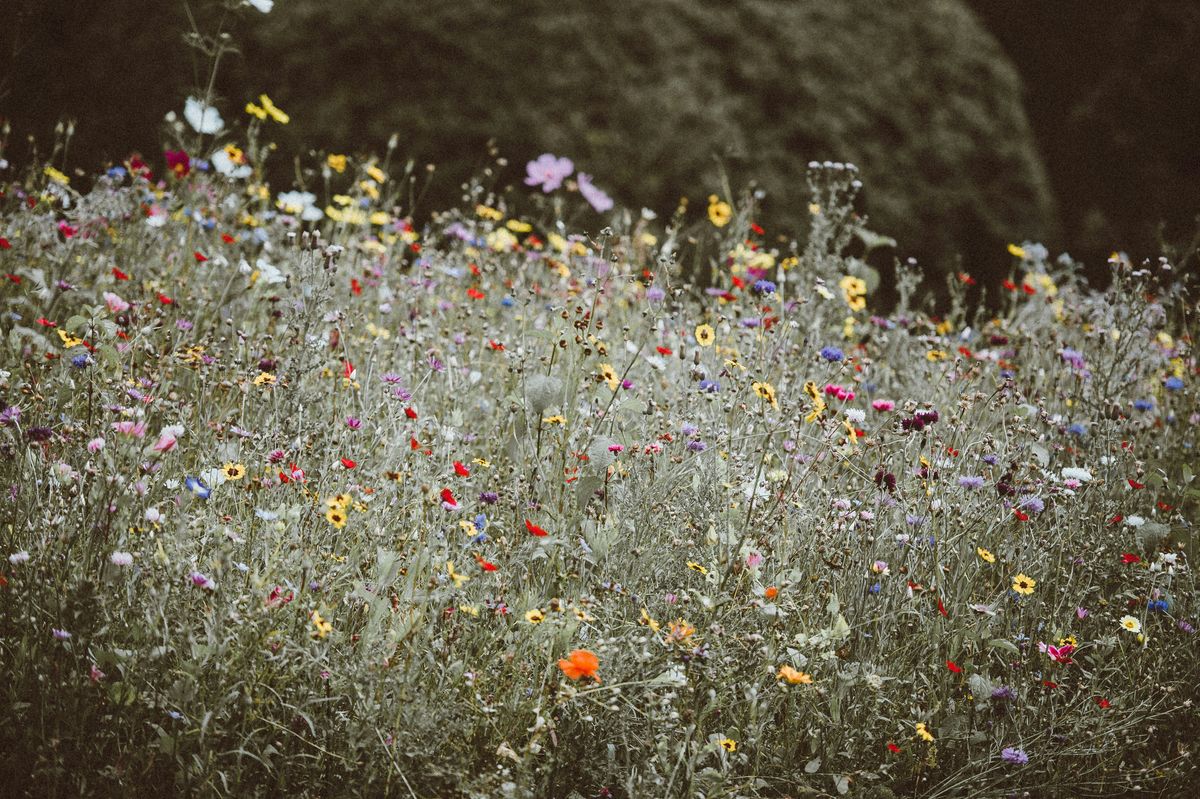 When Did Flowering Plants Evolve? Huge Study Shakes Up Their Tree Of Life