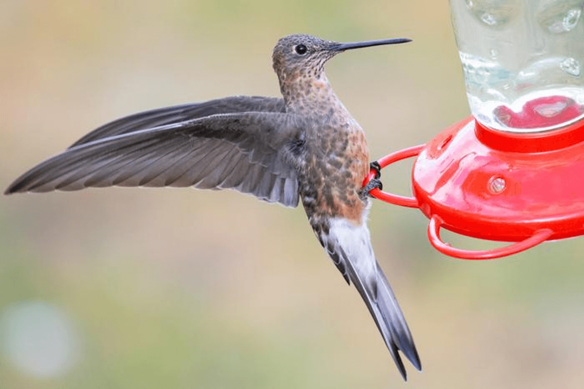 First Snakes, Now Hummingbirds, World’s Largest Species Revealed To Be Two