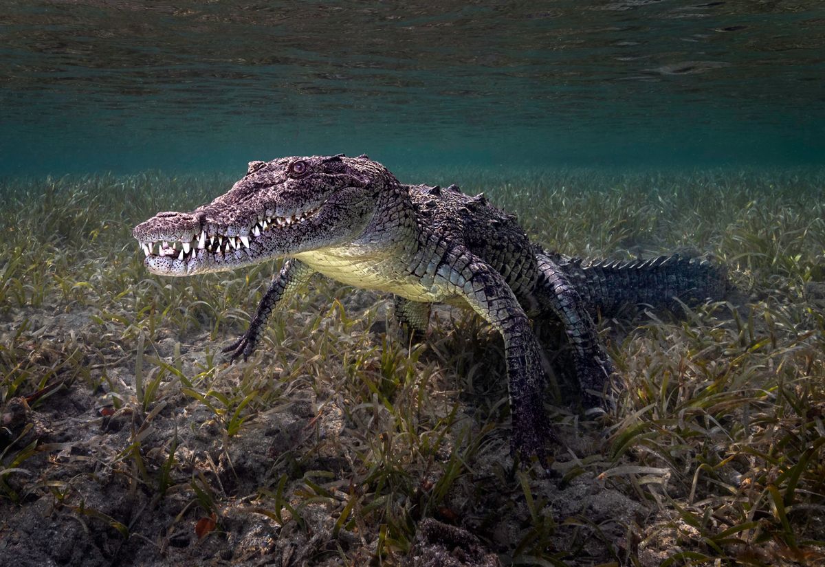 Athletic, Speedy, And Heavily Armored: Meet The Cuban Crocodile