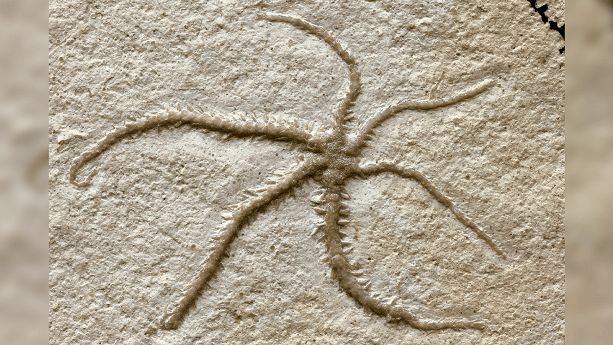 World-First Fossil Of A 155-Million-Year-Old Brittle Star Mid-Cloning Itself
