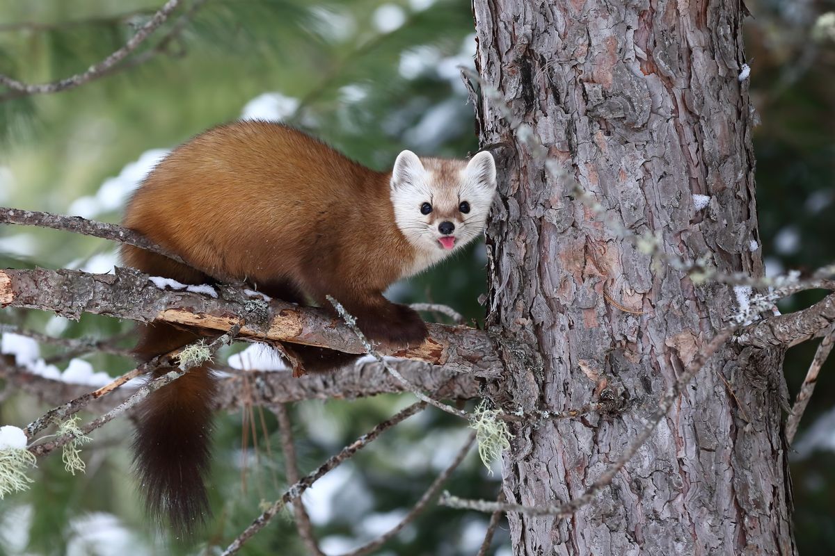 This Is An American Marten. You'll Probably Never See One In The Wild
