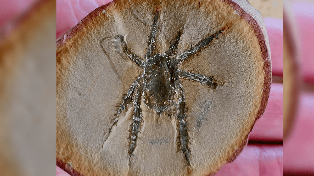 308-Million-Year-Old Fossil Arachnid Is An 8-Legged Evolutionary Puzzle